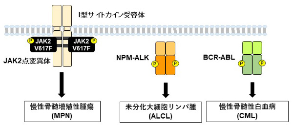 図1 変異型チロシンキナーゼによる発がん誘導