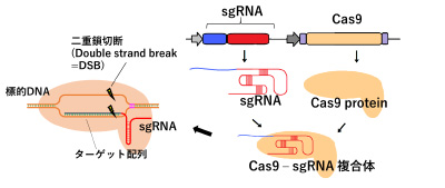 CRISPR/Cas9遺伝子編集技術の改良検討