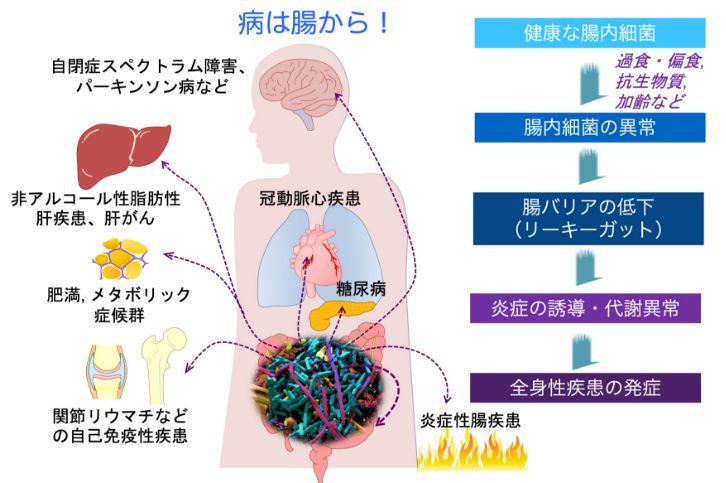 病は腸から！